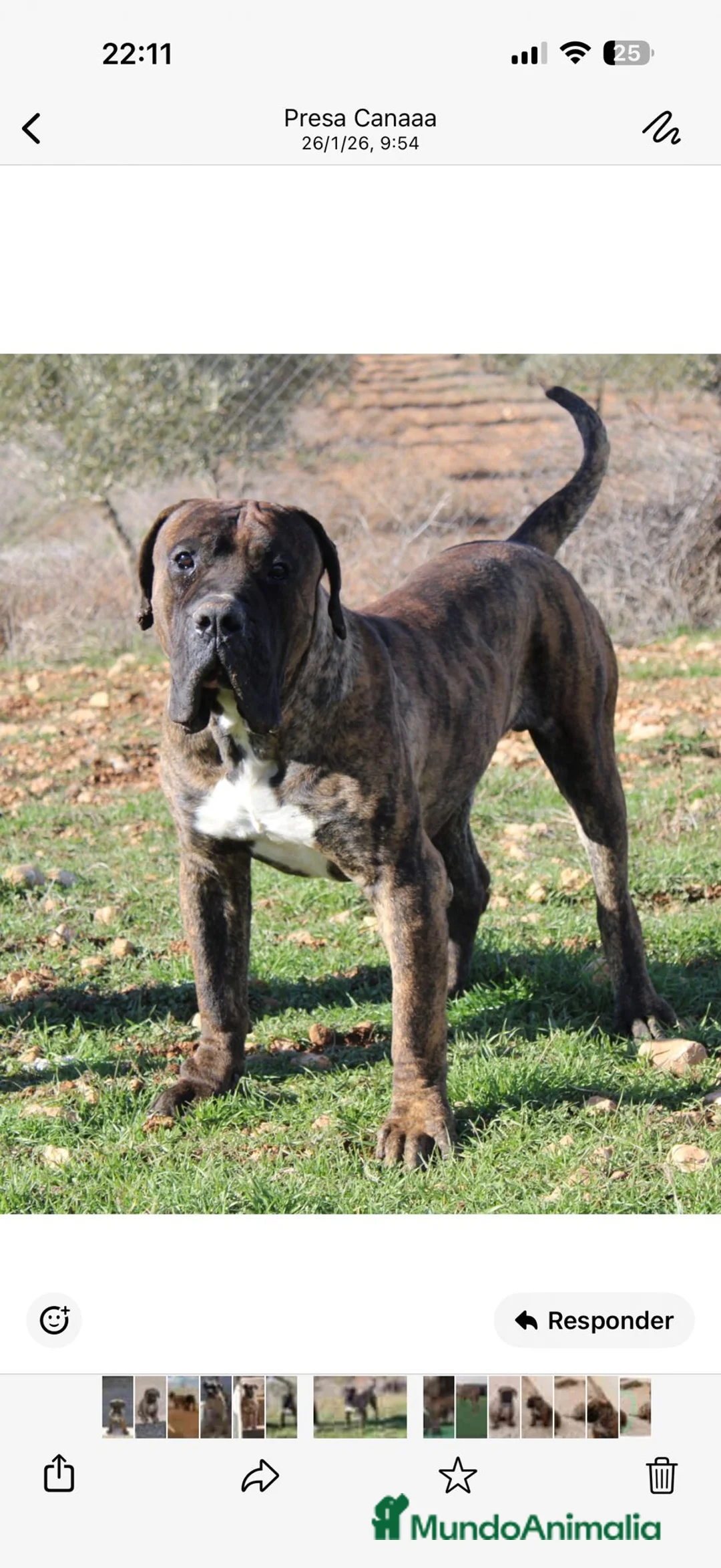 Presa Canario perros para monta: Presa canario - Anuncio 5