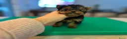 Yorkshire Terrier perros en venta: Yorkshire toy - Anuncio 3