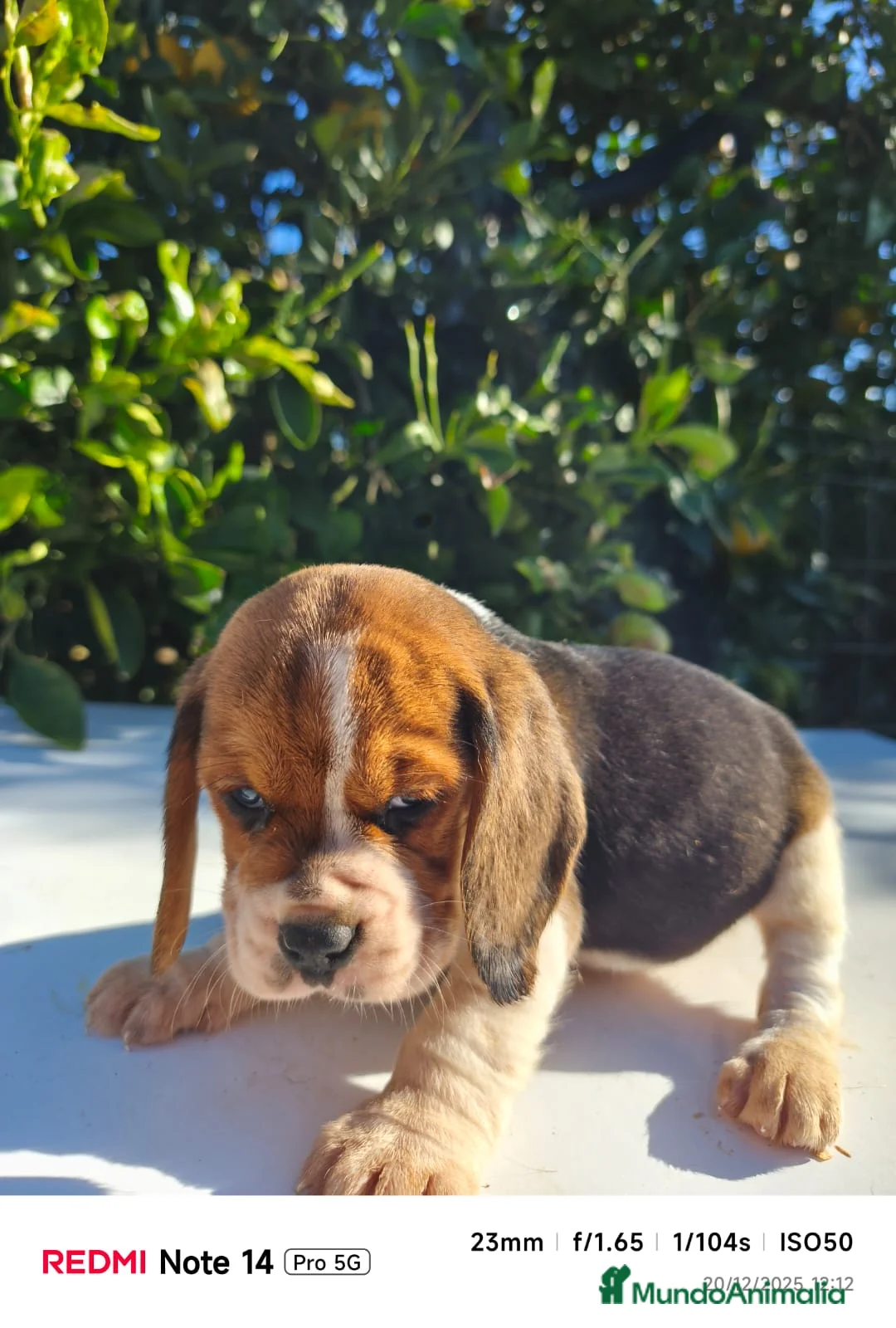Beagle perros en venta: Cachorros de Beagle  - Anuncio 2