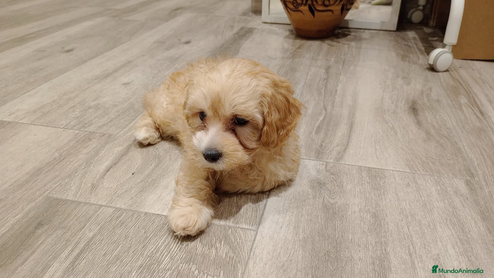 Maltipoo perros maltipoo - Anuncio 3