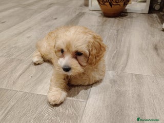 Maltipoo perros maltipoo - Anuncio 1