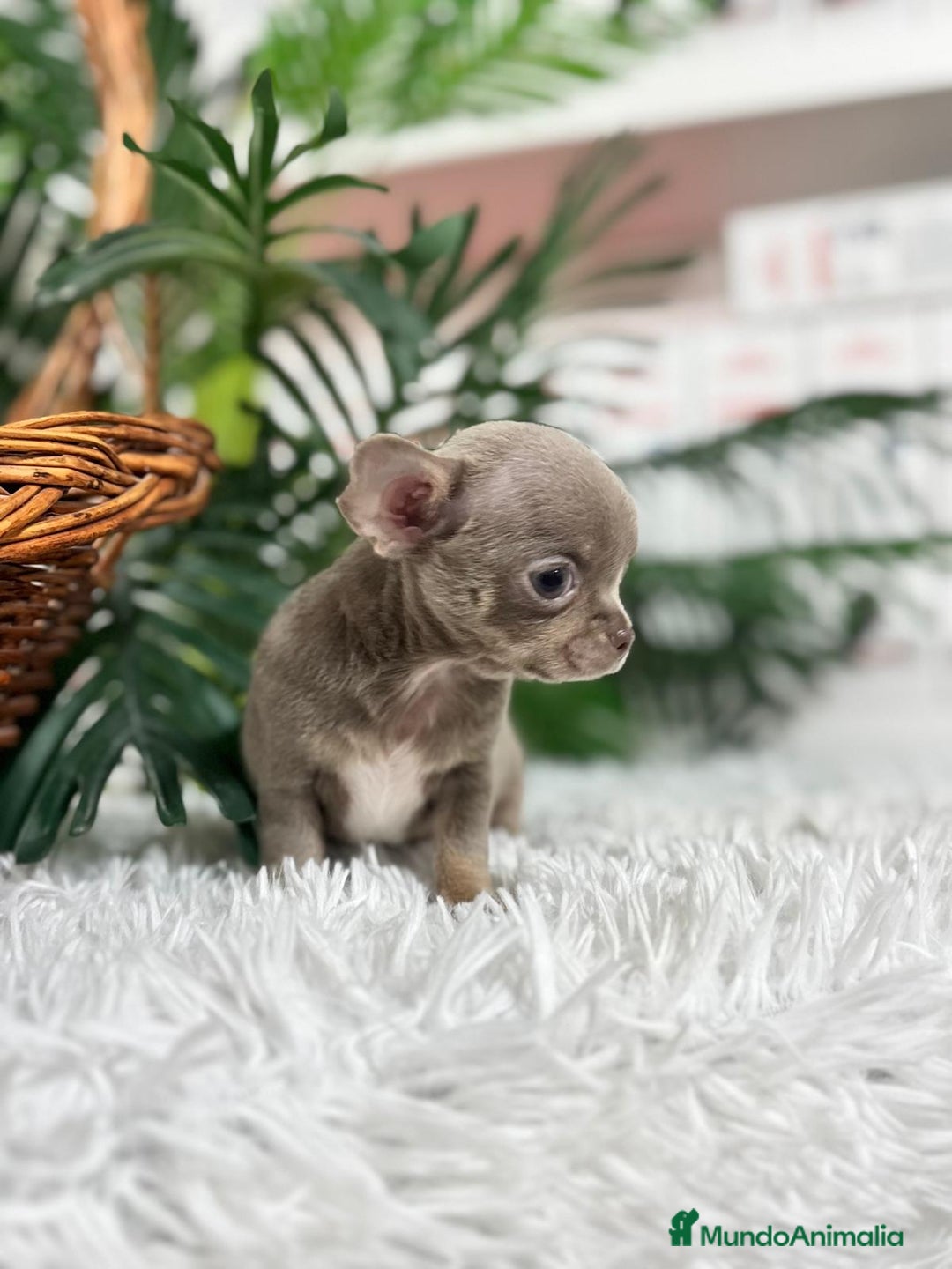 Chihuahua perros en venta: CHIHUAHUA MACHO LILAC AND TAN - Anuncio 14