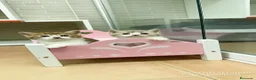 Británico de Pelo Corto gatos en venta: Gatitos británicos  - Anuncio 3