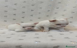 Chihuahua perros en venta: Chihuahua macho y hembra  - Imagen 7