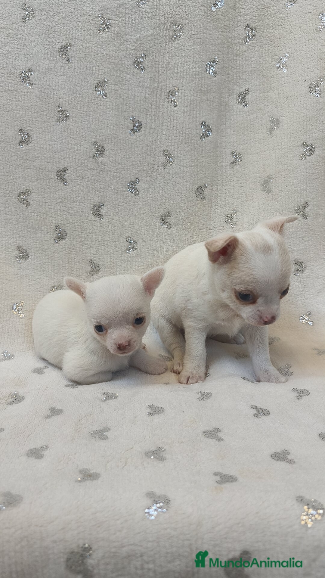 Chihuahua perros en venta: Chihuahua macho y hembra  - Imagen 7