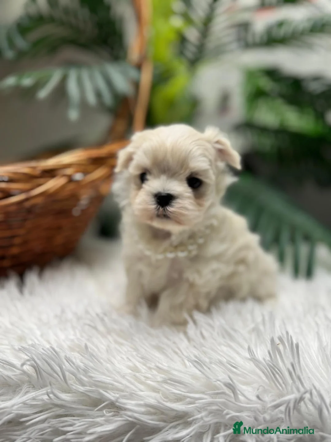 Bichón Maltés perros en venta: BICHON MALTES COREANO - Anuncio 17