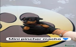 Pinscher Miniatura perros en venta: 🐶 BONITOS MINI PINCHER🐶 - Imagen 2