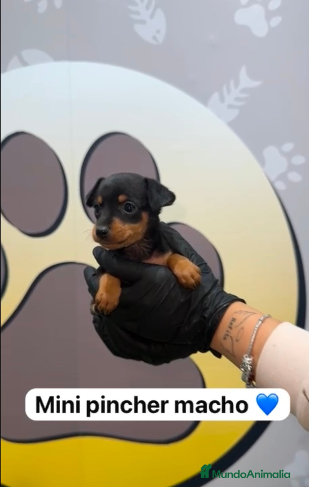 Pinscher Miniatura perros en venta: 🐶 BONITOS MINI PINCHER🐶 - Imagen 2