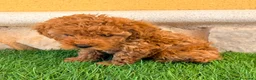 Caniche Toy perros en venta: Caniche toy roja - Anuncio 3