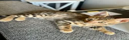 Bengalí gatos en venta: Gata Bengalí - Anuncio 8