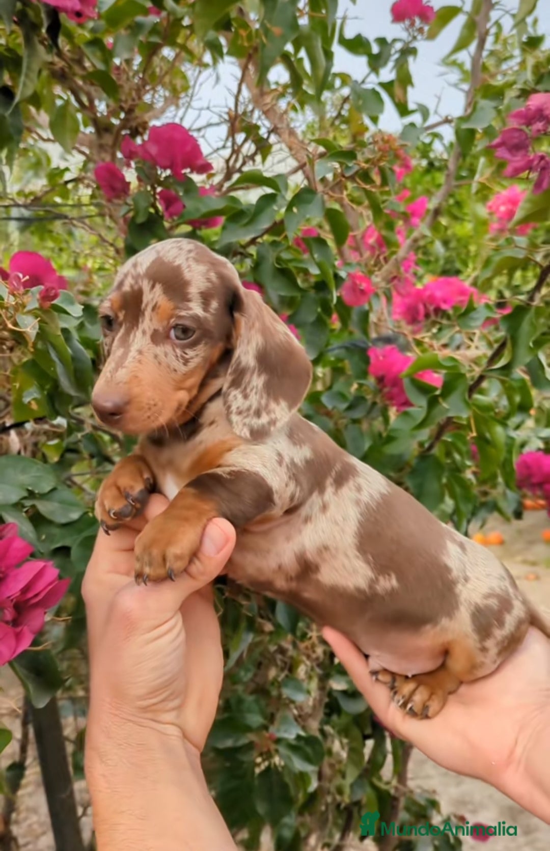 Teckel Miniatura perros en venta: Teckels miniatura  - Anuncio 3