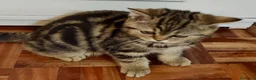 Británico de Pelo Corto gatos en venta: CAMADA DE GATO/AS BRITISH SHORTAIR - Anuncio 14