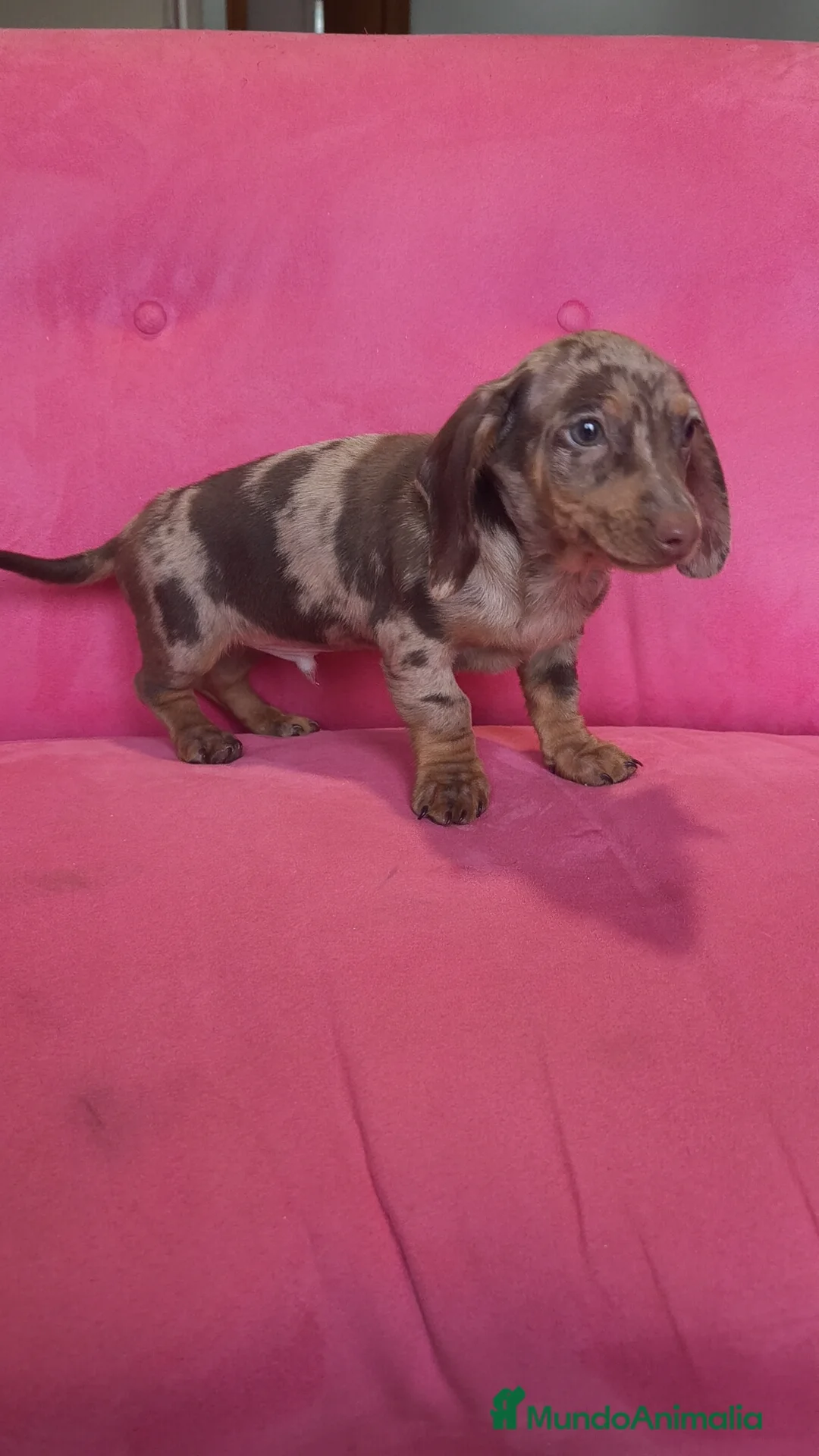 Teckel Miniatura perros en venta: Teckel mini arlequín ♂️ - Anuncio 5