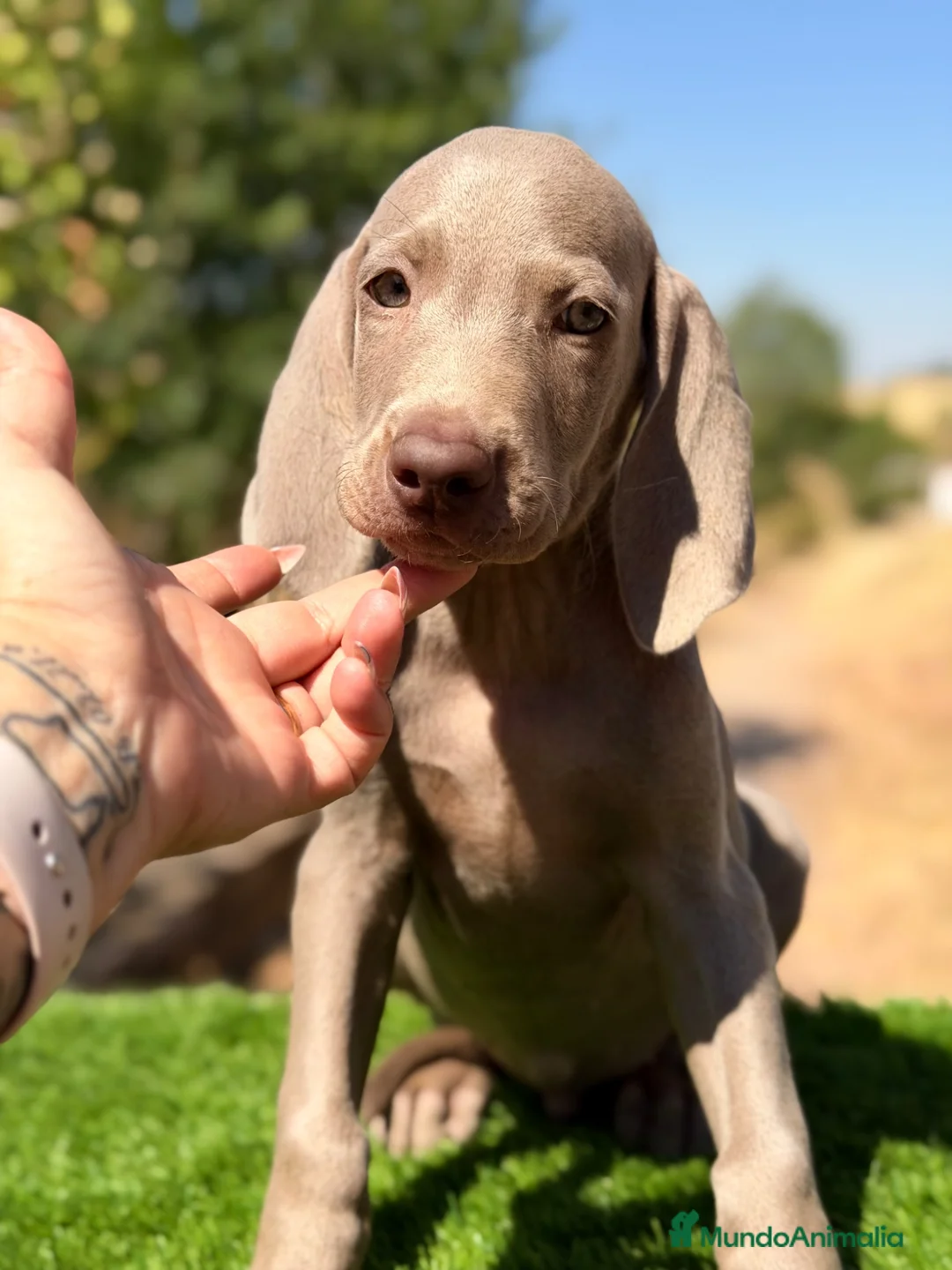 Weimaraner perros en venta: Braco de Weimar  - Anuncio 12
