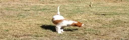 Épagneul Breton perros en venta: Epagneul Breton  - Anuncio 4
