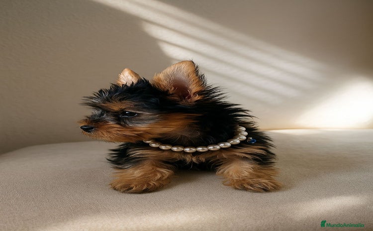 Yorkshire Terrier perros - Anuncio 1