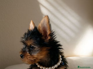 Yorkshire Terrier perros - Anuncio 16