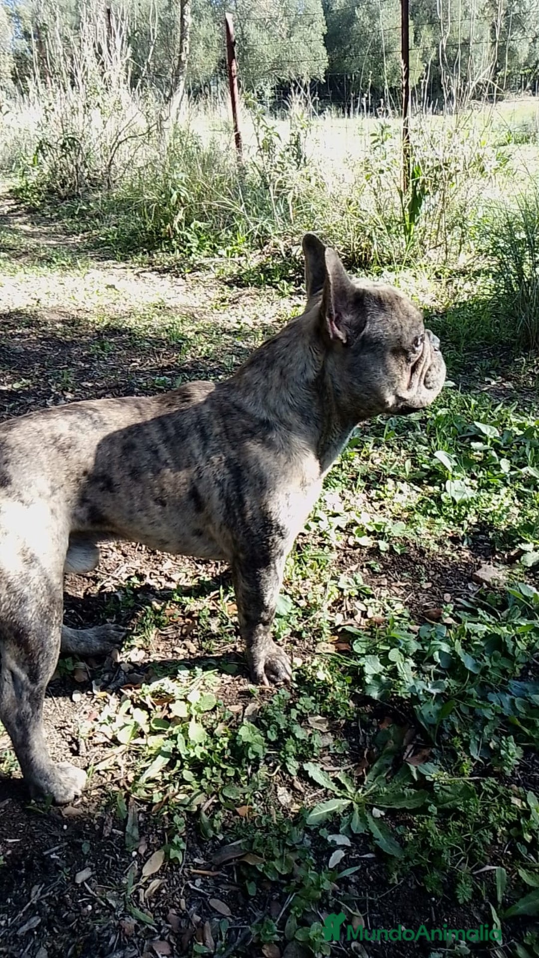 Bulldog Francés perros en venta: Bulldog frances - Anuncio 1