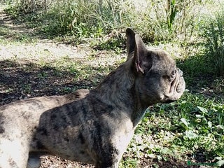 Bulldog Francés perros Bulldog frances - Anuncio 15