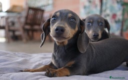 Teckel Miniatura perros en venta: 🌙 Tiko y Monchi – Teckel miniatura silver-blue 🐾 - Imagen 5