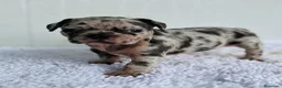 Bulldog Francés perros en venta: Bulldog frances Exotic - Anuncio 25