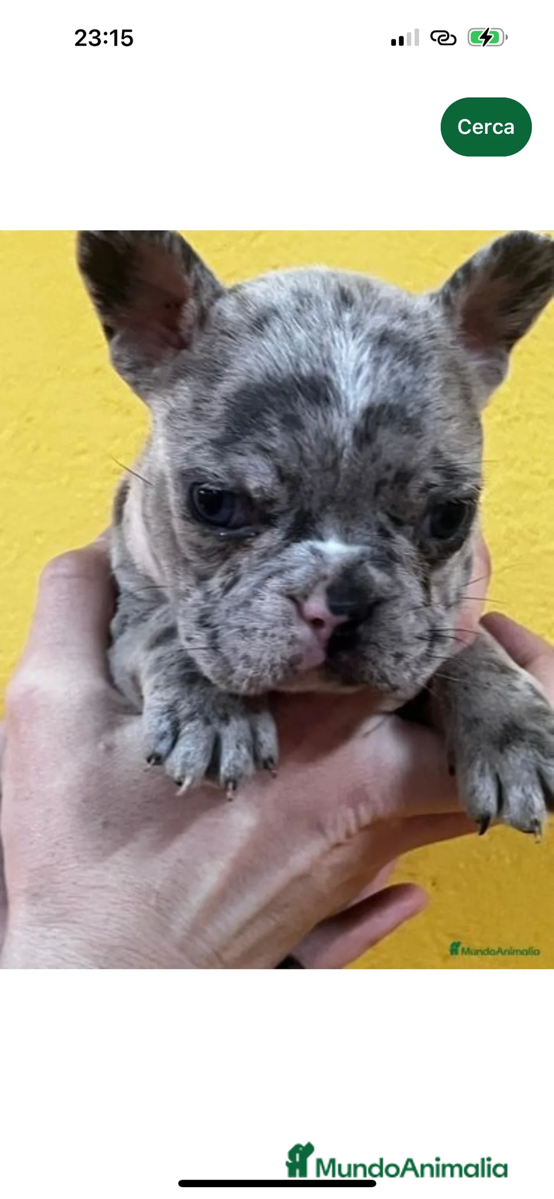 Bulldog Francés perros en venta: BULLDOG FRANCÉS EXÓTICO HEMBRA en Barcelona - Anuncio 4