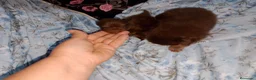 Pomerania perros en venta: Pomerania macho y hembra ( super toy) - Anuncio 2