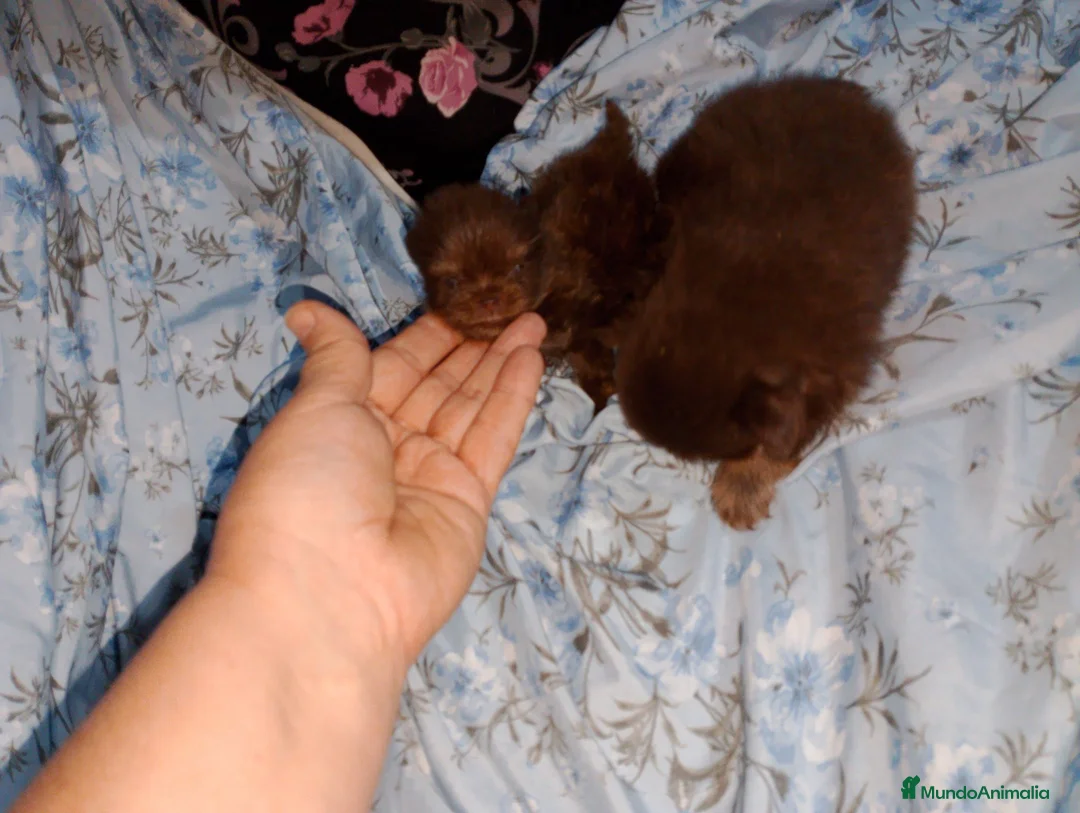Pomerania perros en venta: Pomerania macho y hembra ( super toy) - Anuncio 2