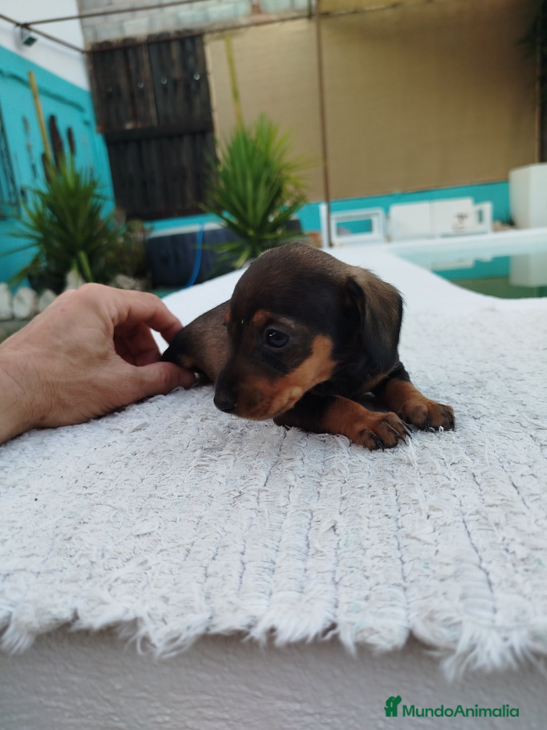 Teckel Miniatura perros en venta: Teckels kanichen  - Anuncio 4