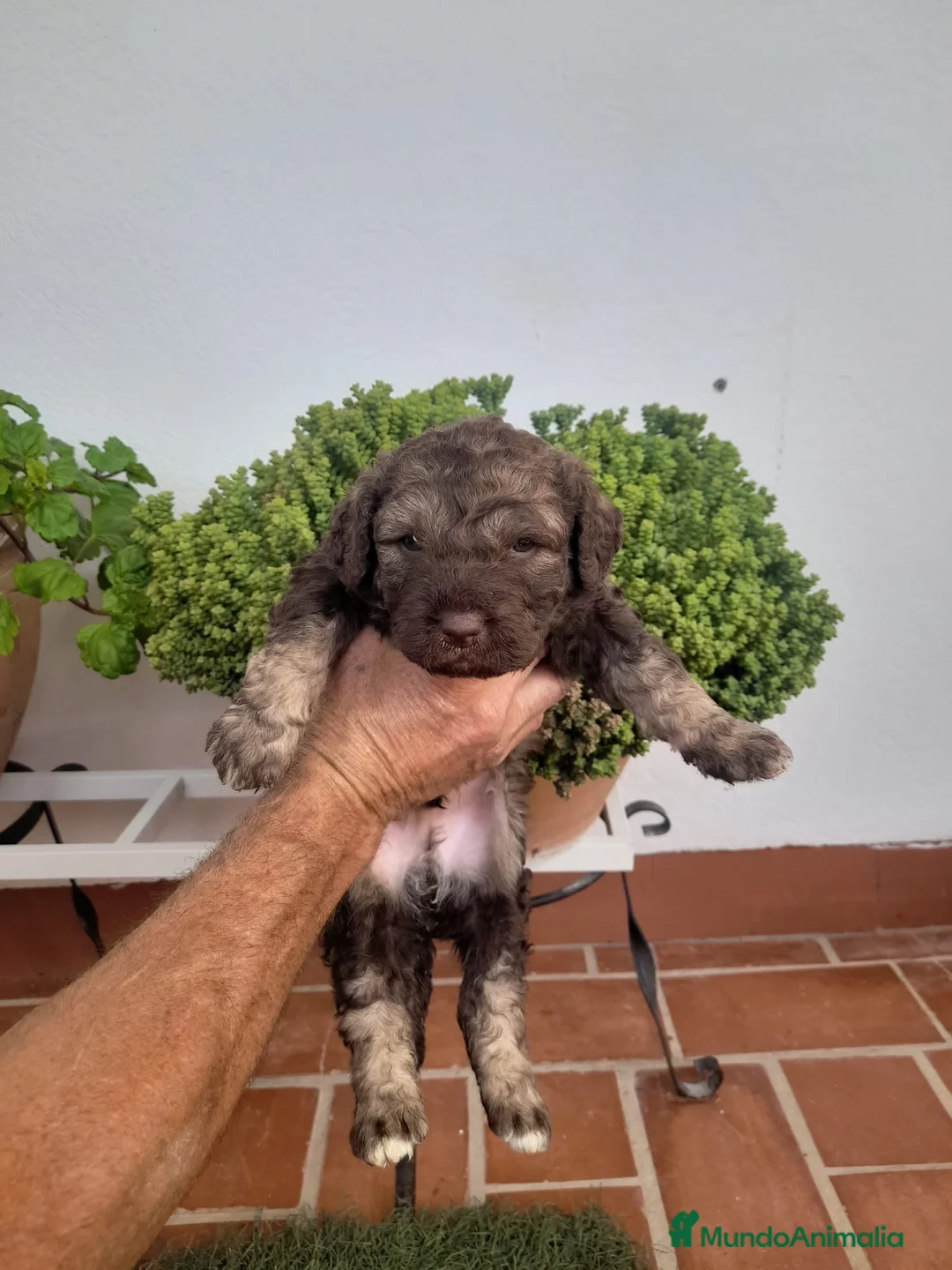 Perro de Agua Español perros en venta: Excelente camada Perro de Agua Español  - Anuncio 2