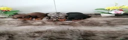 Teckel perros en venta: Preciosa camada de teckel  - Anuncio 4