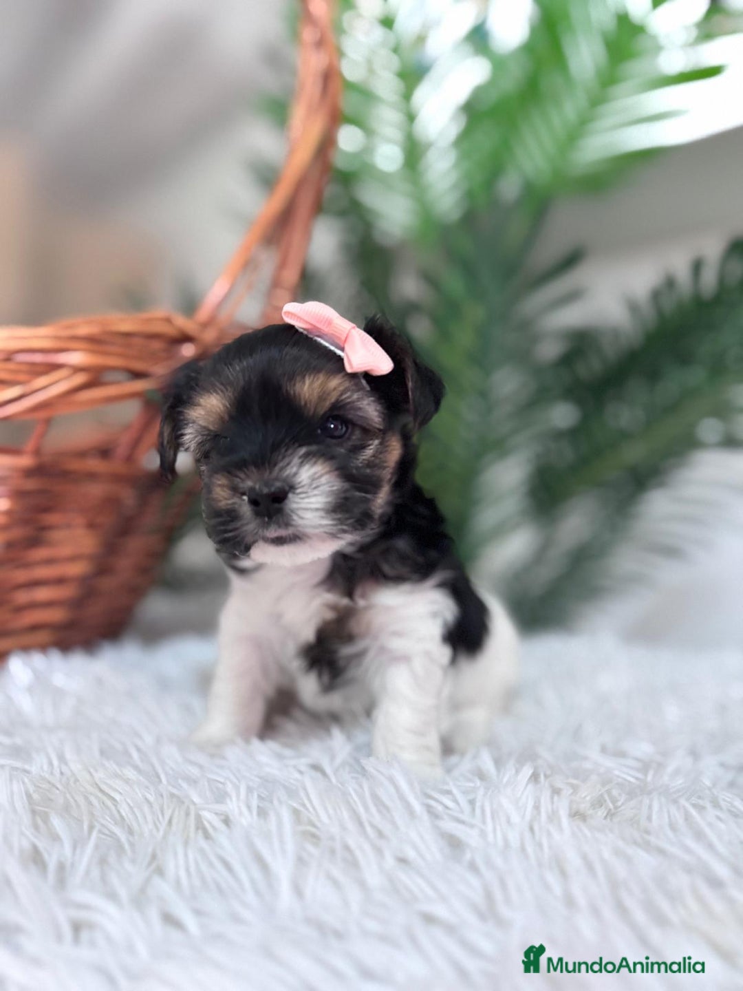 Yorkshire Terrier perros en venta: YORKSHIRE BIEWER HEMBRA - Anuncio 9