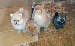 Pomerania perros en venta: LINDO MACHITO POMERANIA DESDE 700 € - Imagen 4