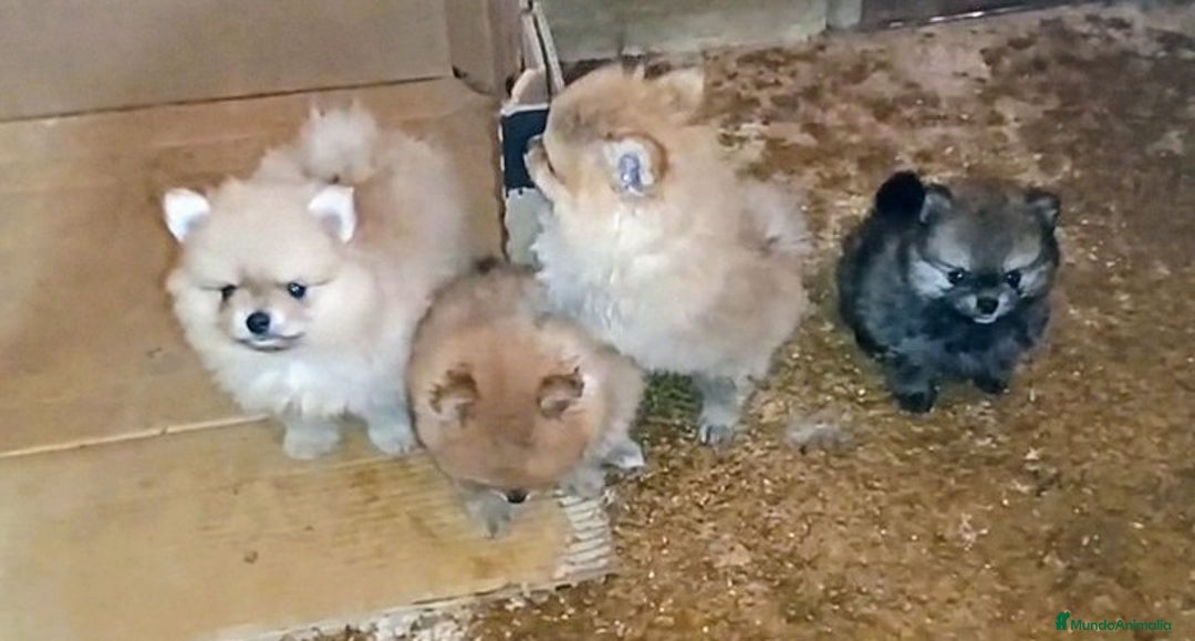 Pomerania perros en venta: LINDO MACHITO POMERANIA DESDE 700 € - Imagen 4