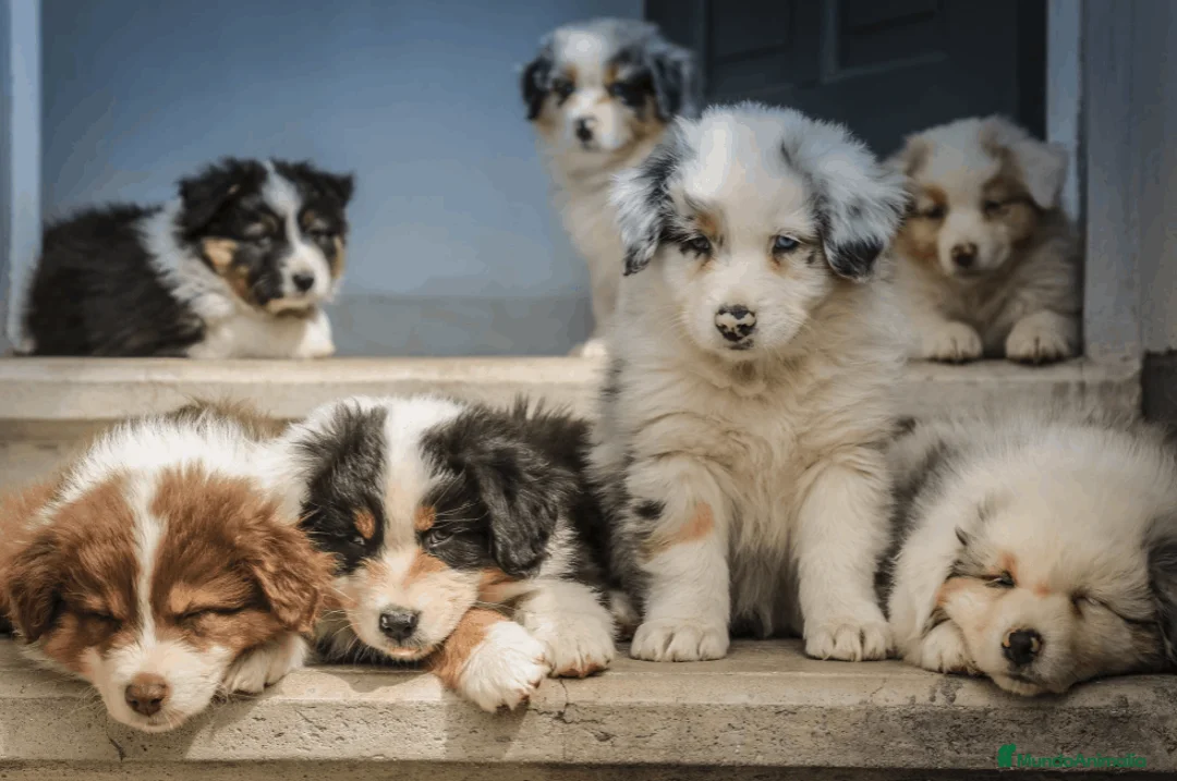 Border Collie perros en venta: BORDER COLLIE CACHORROS DESDE 350 € - Anuncio 2