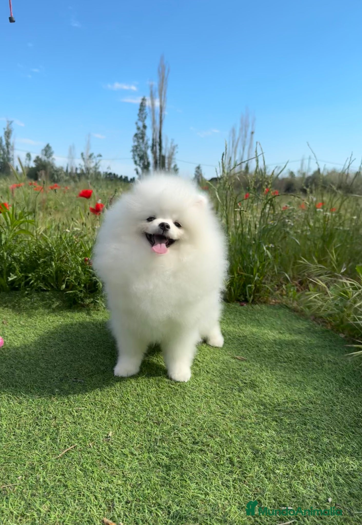 Pomerania perros Pomerania Toy - Anuncio 1