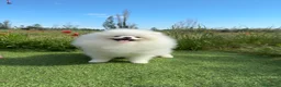 Pomerania perros en venta: Pomerania Toy - Anuncio 1
