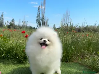 Pomerania perros Pomerania Toy - Anuncio 1