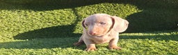 Teckel Miniatura perros en venta: Teckel kanichen isabela  - Anuncio 2