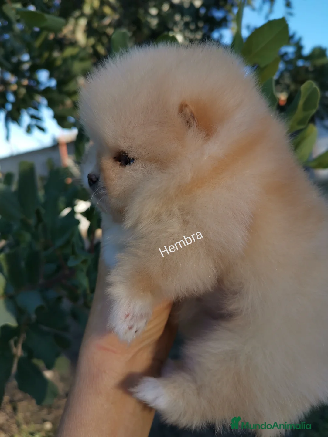 Pomerania perros en venta: Hembras muy pequeñas de pomerania  - Anuncio 4