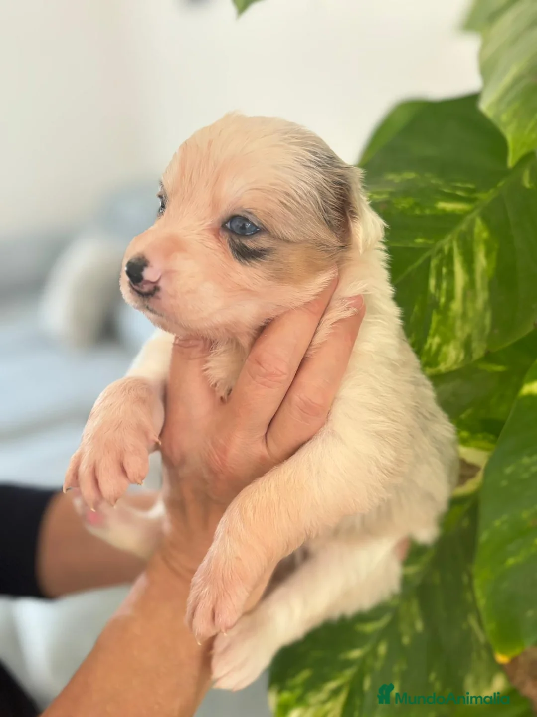 Border Collie perros en venta: Border Collie  - Anuncio 6