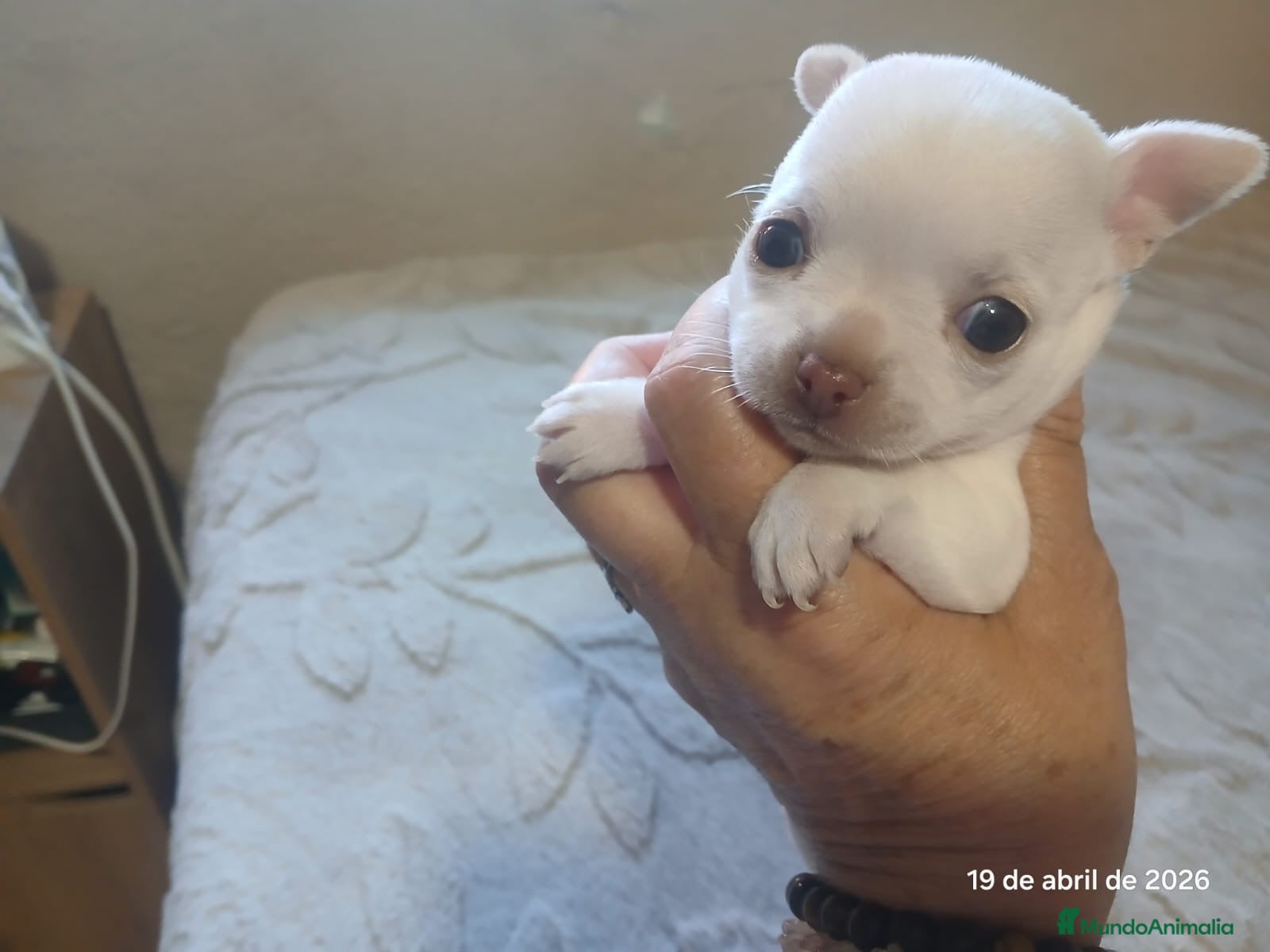 Chihuahua perros Hembra Chihuahua  - Anuncio 2