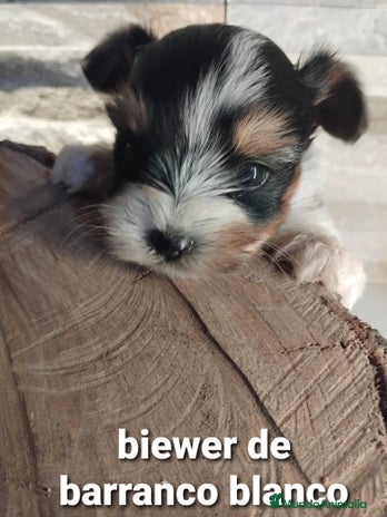 Biewer Yorkshire Terrier a la Pom Pon perros - Anuncio 4