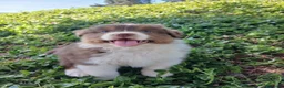 Pastor Australiano perros en venta: PASTOR AUSTRALIANO  - Anuncio 1