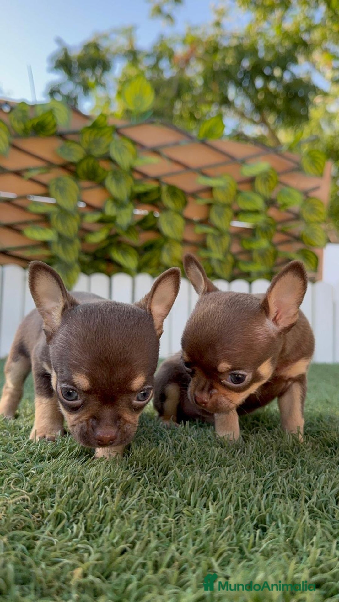 Chihuahua perros en venta: CHIHUAHUA MACHO - Imagen 6