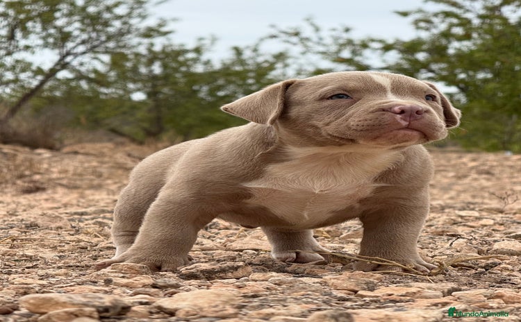 American Bully perros - Anuncio 1