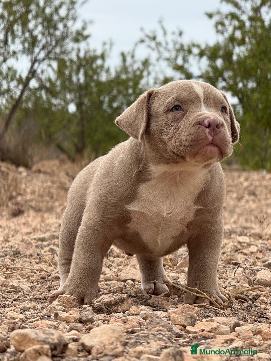 American Bully perros en venta: American Bully - Imagen 1