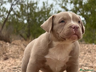 American Bully perros - Anuncio 4