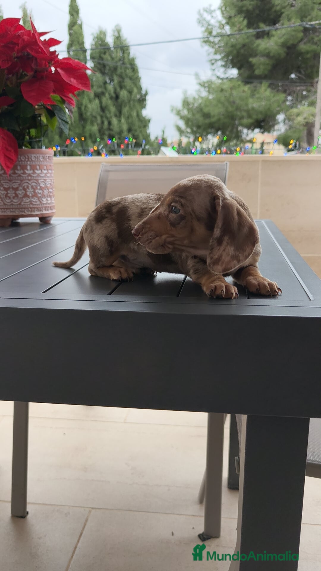 Teckel Miniatura perros en venta: Teckel mini Arlequín  - Anuncio 4