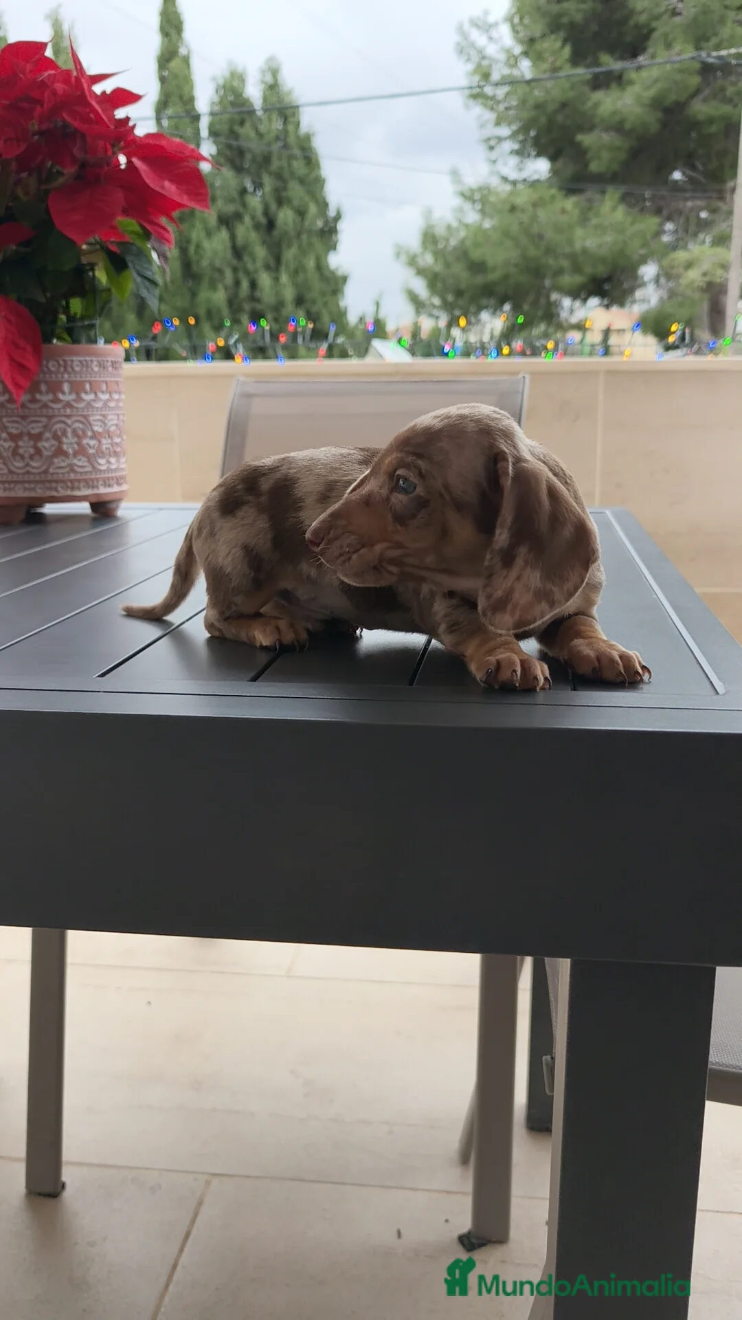 Teckel Miniatura perros en venta: Teckel mini Arlequín  - Anuncio 4